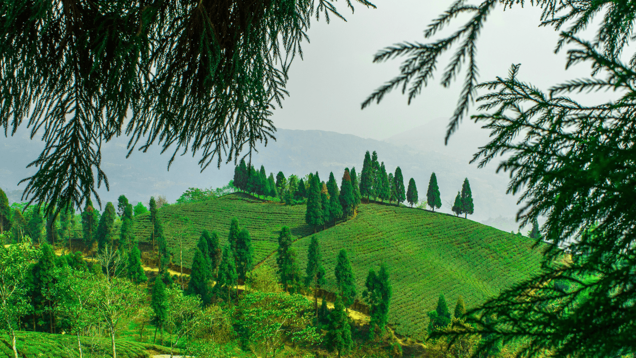 Mirik Travel