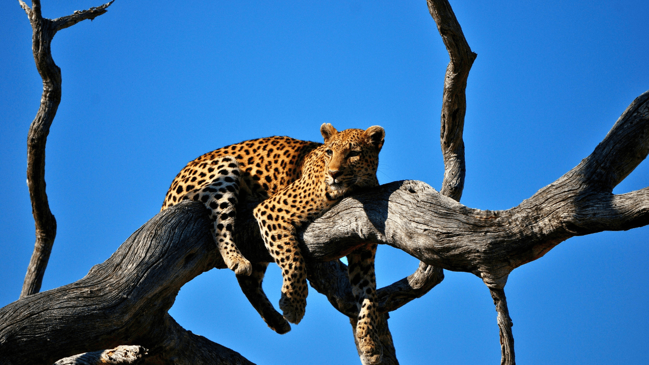 Neora Valley National Park