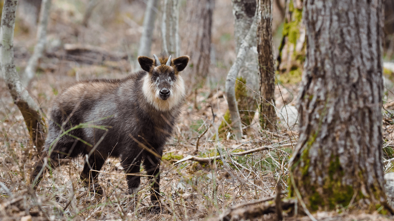 Neora Valley National Park