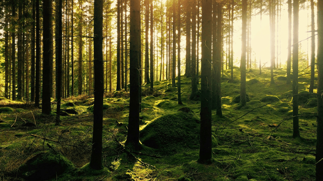 Neora Valley National Park