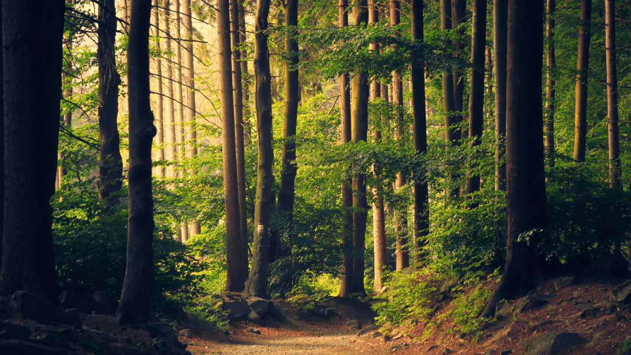 Neora Valley National Park