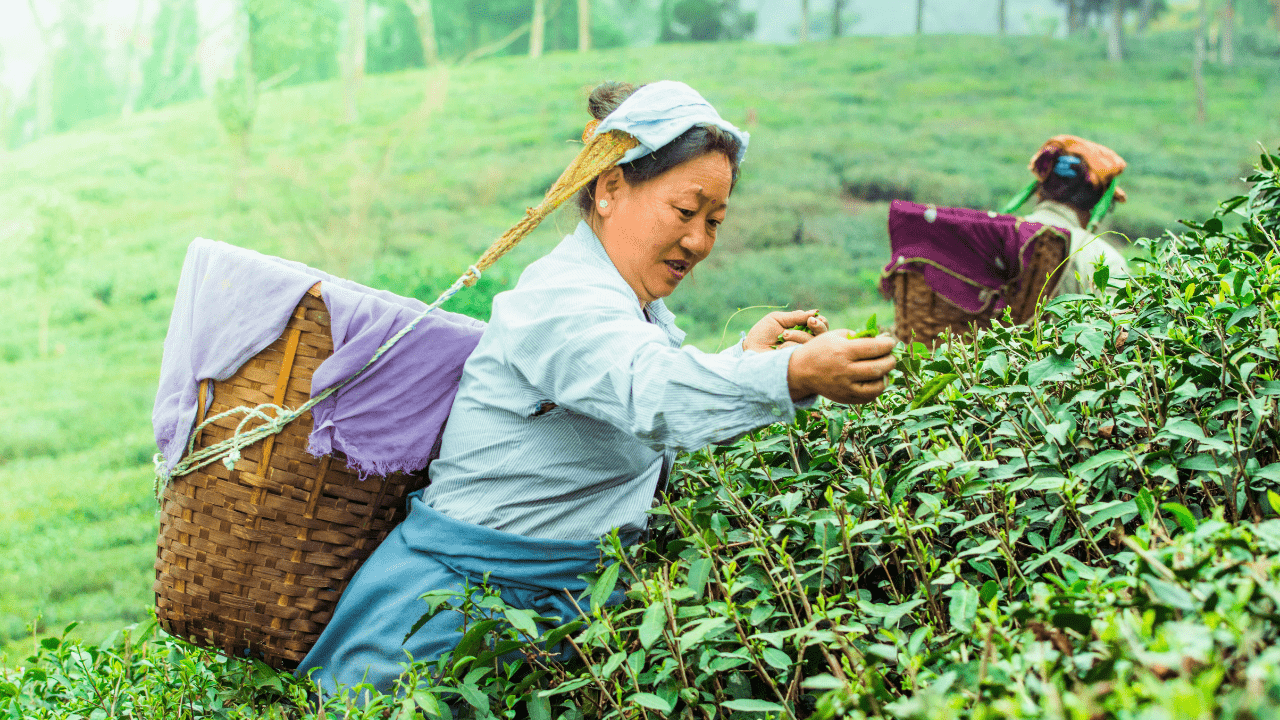 Darjeeling