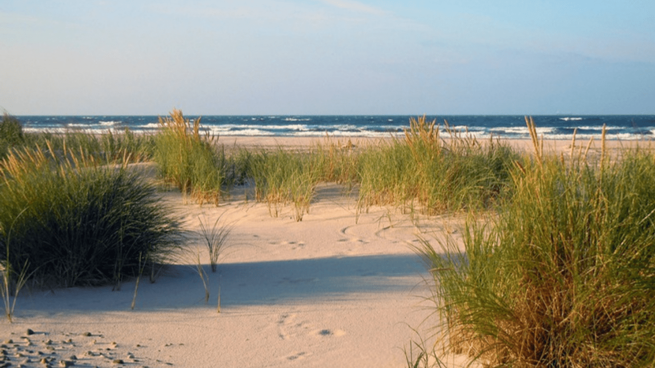 Athabasca Sand Dunes Provincial Park