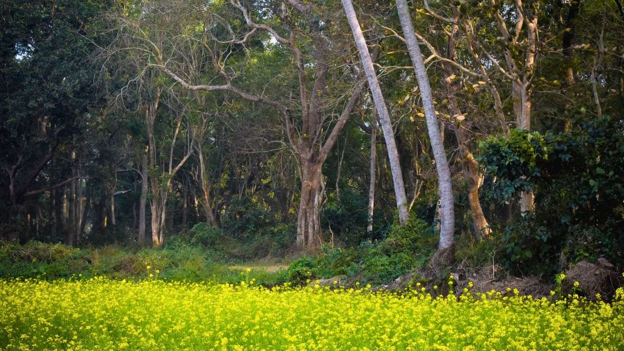 Mawlynnong, Meghalaya